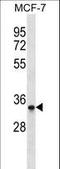 MAD2L1 Binding Protein antibody, LS-C163960, Lifespan Biosciences, Western Blot image 