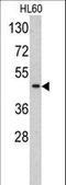 TF2D antibody, LS-C161748, Lifespan Biosciences, Western Blot image 