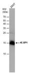 Eukaryotic Translation Initiation Factor 4E Binding Protein 1 antibody, PA5-30679, Invitrogen Antibodies, Western Blot image 