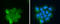 Apolipoprotein D antibody, GTX101306, GeneTex, Immunocytochemistry image 