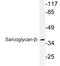 Sarcoglycan Beta antibody, LS-C286278, Lifespan Biosciences, Western Blot image 