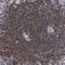 Hematopoietic Cell-Specific Lyn Substrate 1 antibody, NBP1-85380, Novus Biologicals, Immunohistochemistry frozen image 