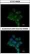 ILK Associated Serine/Threonine Phosphatase antibody, GTX116528, GeneTex, Immunofluorescence image 