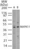 Mitogen-Activated Protein Kinase 11 antibody, PA1-41154, Invitrogen Antibodies, Western Blot image 