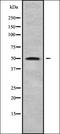 Nuclear Receptor Binding Protein 1 antibody, orb336331, Biorbyt, Western Blot image 