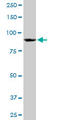 Heterogeneous Nuclear Ribonucleoprotein U antibody, LS-C197431, Lifespan Biosciences, Western Blot image 