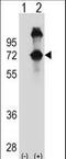 ASPSCR1 Tether For SLC2A4, UBX Domain Containing antibody, LS-C156552, Lifespan Biosciences, Western Blot image 