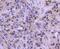 Activating Transcription Factor 2 antibody, NBP2-67354, Novus Biologicals, Immunohistochemistry paraffin image 