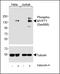 Mbs antibody, GTX00776, GeneTex, Western Blot image 