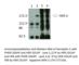ERBB2 antibody, HER-201AP, FabGennix, Western Blot image 