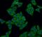 p53 antibody, FNab06083, FineTest, Immunofluorescence image 