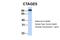 Cutaneous T-cell lymphoma-associated antigen 5 antibody, 25-636, ProSci, Western Blot image 