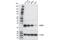Protein FAM3C antibody, 15171S, Cell Signaling Technology, Western Blot image 