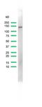 Minichromosome Maintenance Complex Component 2 antibody, MA5-16377, Invitrogen Antibodies, Western Blot image 