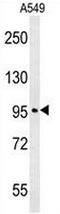 Chromosome 15 Open Reading Frame 39 antibody, AP50995PU-N, Origene, Western Blot image 