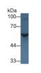 Sonic hedgehog protein antibody, abx131151, Abbexa, Western Blot image 