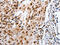 MutY DNA Glycosylase antibody, CSB-PA029874, Cusabio, Immunohistochemistry frozen image 