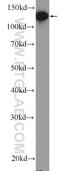 Pre-MRNA Processing Factor 40 Homolog A antibody, 17392-1-AP, Proteintech Group, Western Blot image 