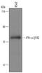 Interferon alpha-1 antibody, AF4015, R&D Systems, Western Blot image 