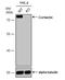 Cortactin antibody, NBP2-15970, Novus Biologicals, Western Blot image 