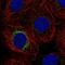 Membrane Palmitoylated Protein 2 antibody, NBP1-85038, Novus Biologicals, Immunofluorescence image 