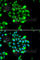 Ubiquitin Conjugating Enzyme E2 G1 antibody, A6997, ABclonal Technology, Immunofluorescence image 