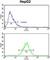 Signal Peptidase Complex Subunit 3 antibody, abx032927, Abbexa, Western Blot image 