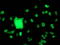 Sorting Nexin 8 antibody, TA502182, Origene, Immunofluorescence image 
