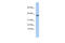 AAc antibody, 26-336, ProSci, Enzyme Linked Immunosorbent Assay image 