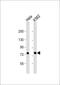 Signal Recognition Particle 72 antibody, 62-535, ProSci, Western Blot image 