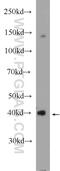 Hydroxyacid Oxidase 1 antibody, 25056-1-AP, Proteintech Group, Western Blot image 