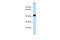CREB/ATF BZIP Transcription Factor antibody, 25-309, ProSci, Western Blot image 