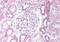 Paired Box 8 antibody, NB100-1065, Novus Biologicals, Immunohistochemistry paraffin image 