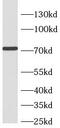 CREB Regulated Transcription Coactivator 2 antibody, FNab01998, FineTest, Western Blot image 