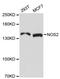 iNOS antibody, STJ24782, St John