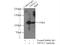 TSPY Like 2 antibody, 12087-2-AP, Proteintech Group, Immunoprecipitation image 
