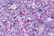 Sca1 antibody, 3445, ProSci Inc, Immunohistochemistry frozen image 