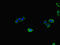 Guanylate Cyclase 1 Soluble Subunit Alpha 1 antibody, LS-C678162, Lifespan Biosciences, Immunofluorescence image 