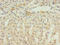 Eukaryotic Translation Initiation Factor 4E Binding Protein 3 antibody, A50209-100, Epigentek, Immunohistochemistry paraffin image 