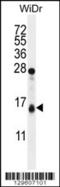 Translocase Of Outer Mitochondrial Membrane 20 Like antibody, 56-018, ProSci, Western Blot image 