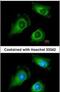 Fukutin antibody, PA5-22106, Invitrogen Antibodies, Immunofluorescence image 