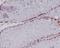 Caspase 2 antibody, M02384-1, Boster Biological Technology, Immunohistochemistry frozen image 