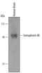 Semaphorin 4B antibody, AF5485, R&D Systems, Western Blot image 