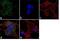 Huntington disease protein antibody, GTX31097, GeneTex, Immunofluorescence image 