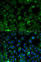 Eukaryotic Translation Elongation Factor 2 antibody, 13-032, ProSci, Immunofluorescence image 
