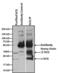  antibody, MA5-14699, Invitrogen Antibodies, Immunoprecipitation image 
