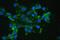 Catalase antibody, PB9925, Boster Biological Technology, Immunofluorescence image 