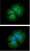 Proliferation-Associated 2G4 antibody, GTX57679, GeneTex, Immunofluorescence image 