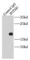 IFITM1 antibody, FNab04140, FineTest, Immunoprecipitation image 