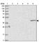 BCL2 Like 13 antibody, HPA030994, Atlas Antibodies, Western Blot image 